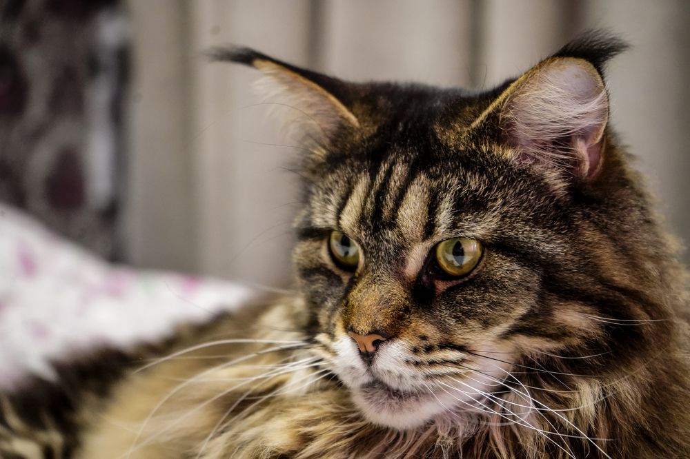 Photograph by Эльза Чанба