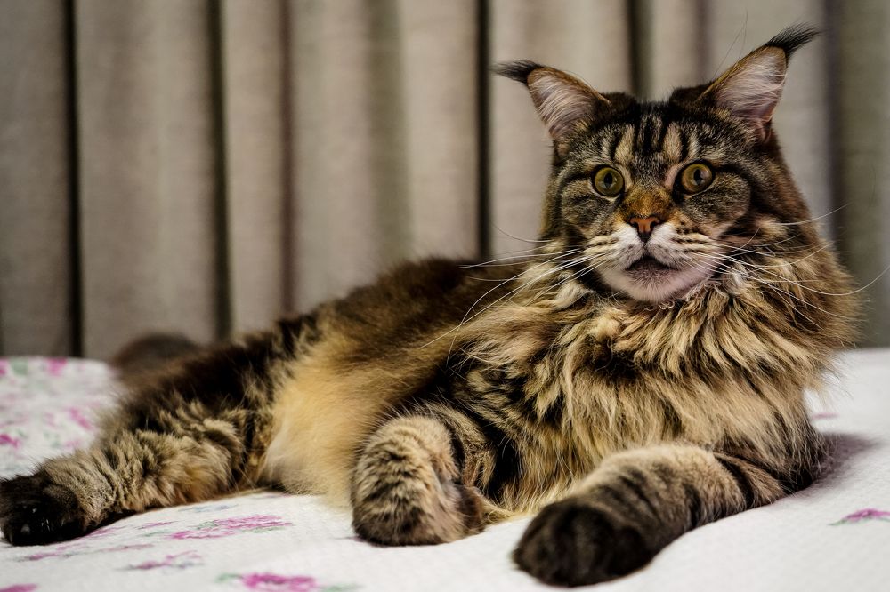 Photograph by Эльза Чанба