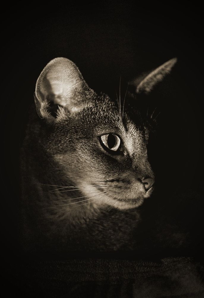 Photograph by Елена Янтарная