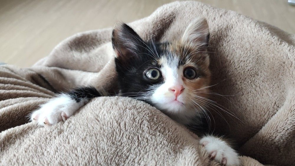 Первый день дома