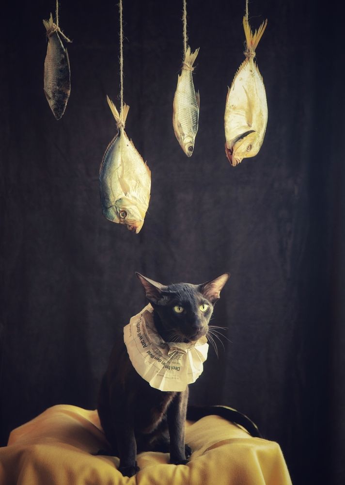 Мерлин и рыбы