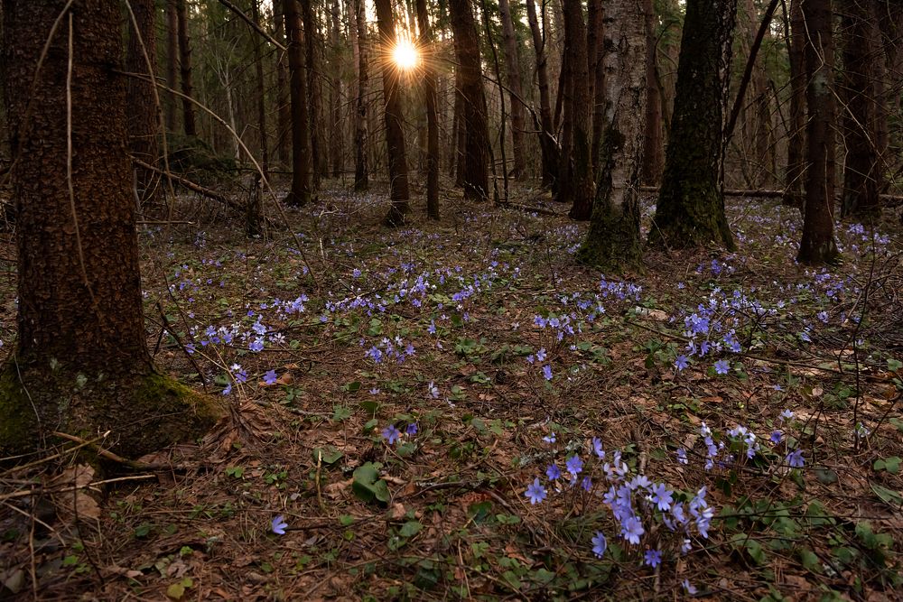 Фотография автора Yakovlev Artur