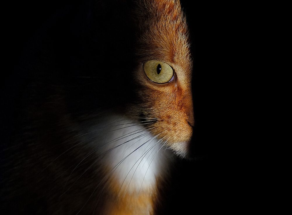 Photograph by Светлана Юрьевна Елагина