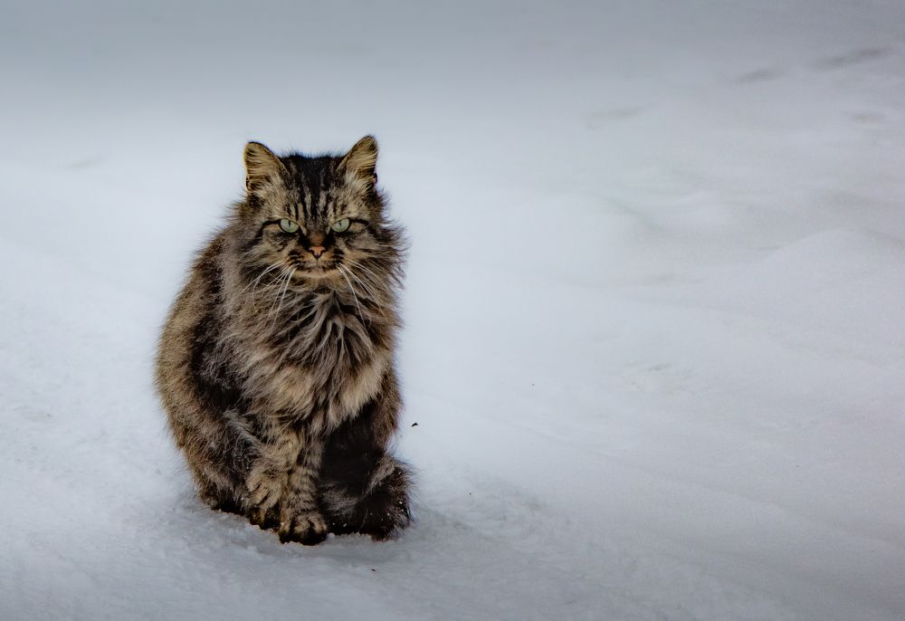 Photograph by Игорь Тюменцев