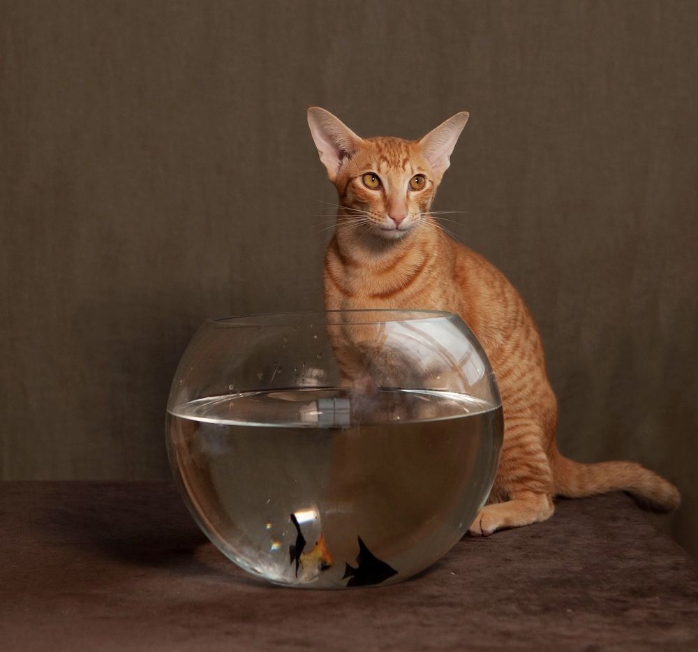 Фотография автора Galina Sa