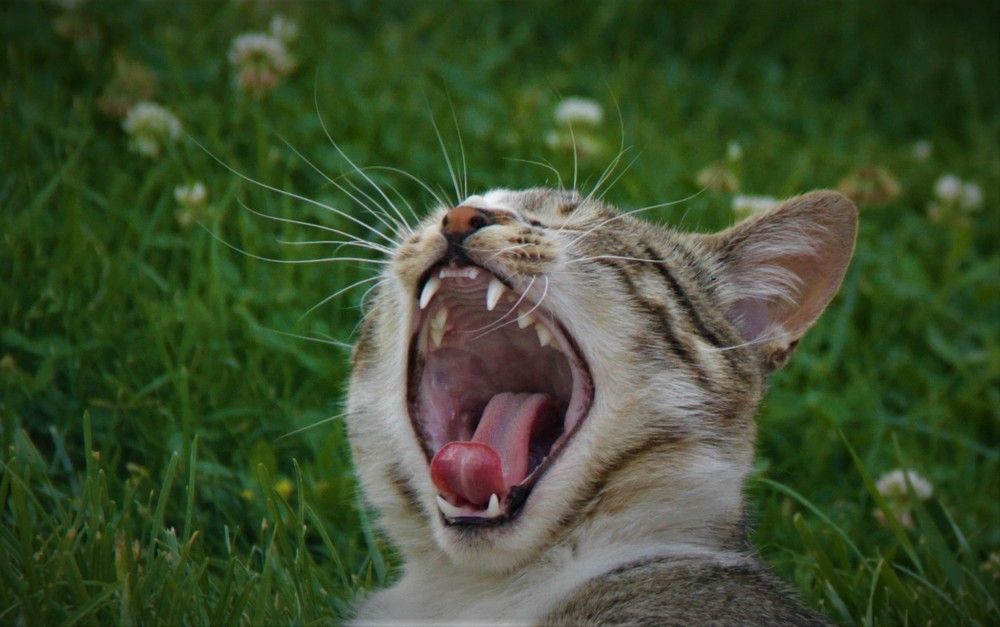 Photograph by Հակոբ Դեմուրչյան