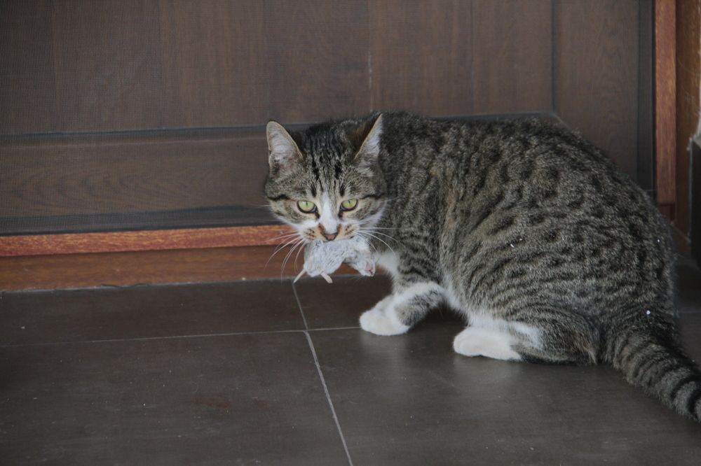 Photograph by Հակոբ Դեմուրչյան