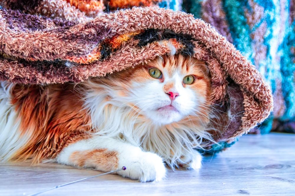 Photograph by Katrin Antares