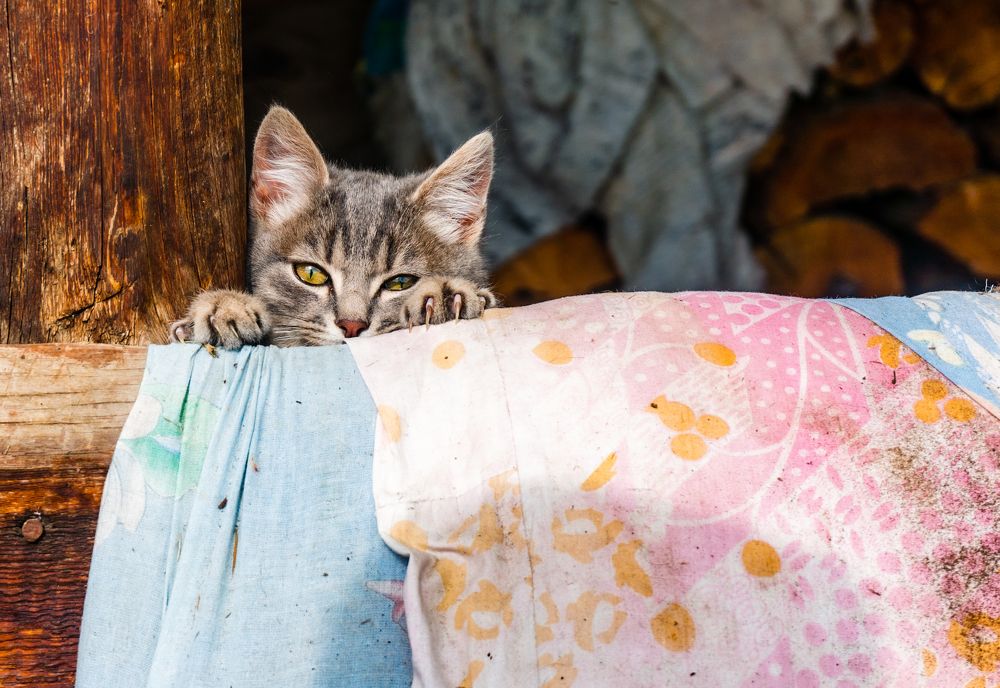 Фотография автора Виталий Гавронский