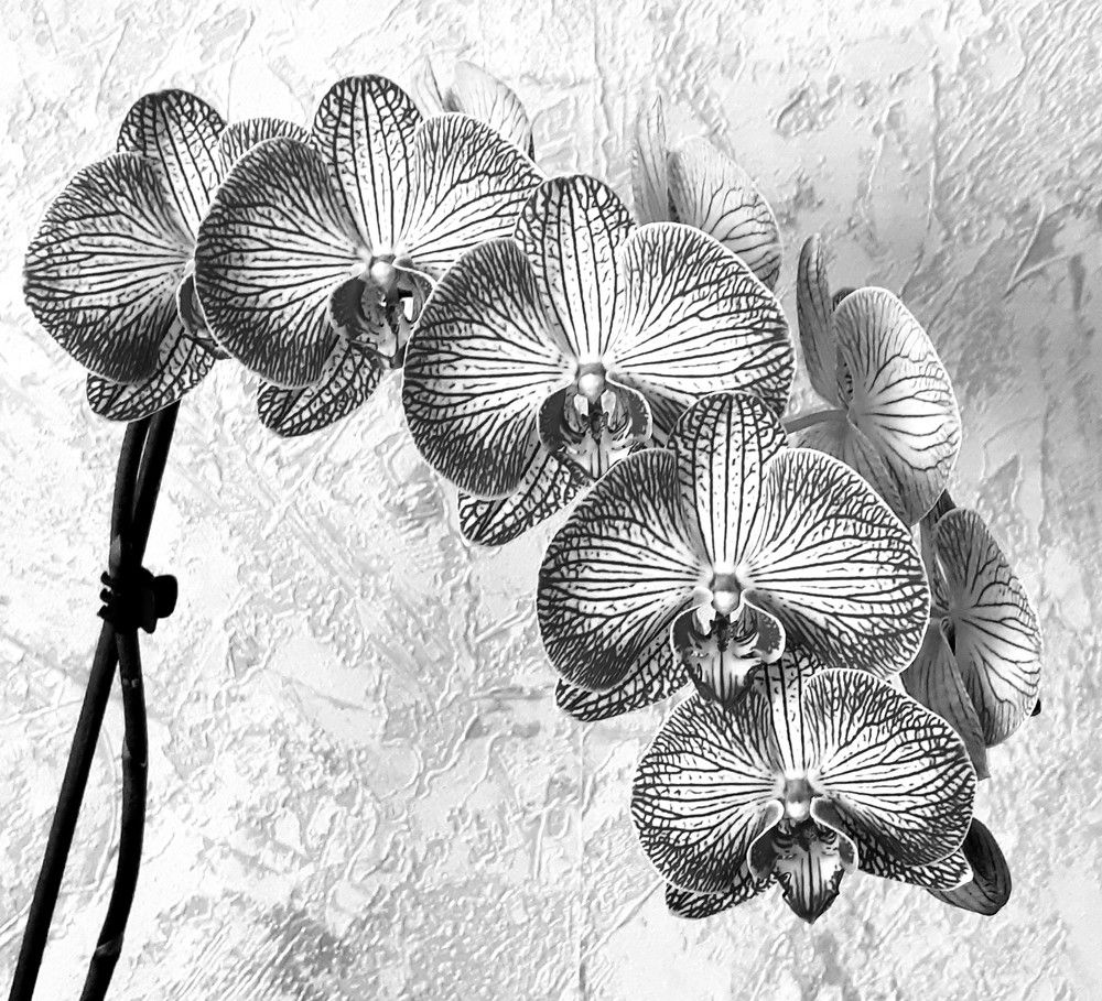 Фотография автора Ирина Лукьянчик