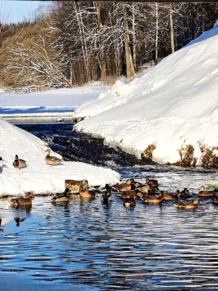 Фотография автора Светлана Алексеева