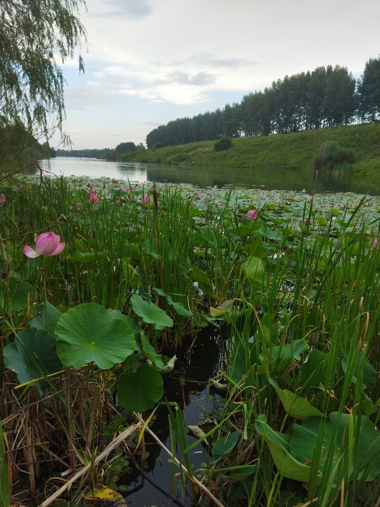 Photograph by Наталья Конюхова