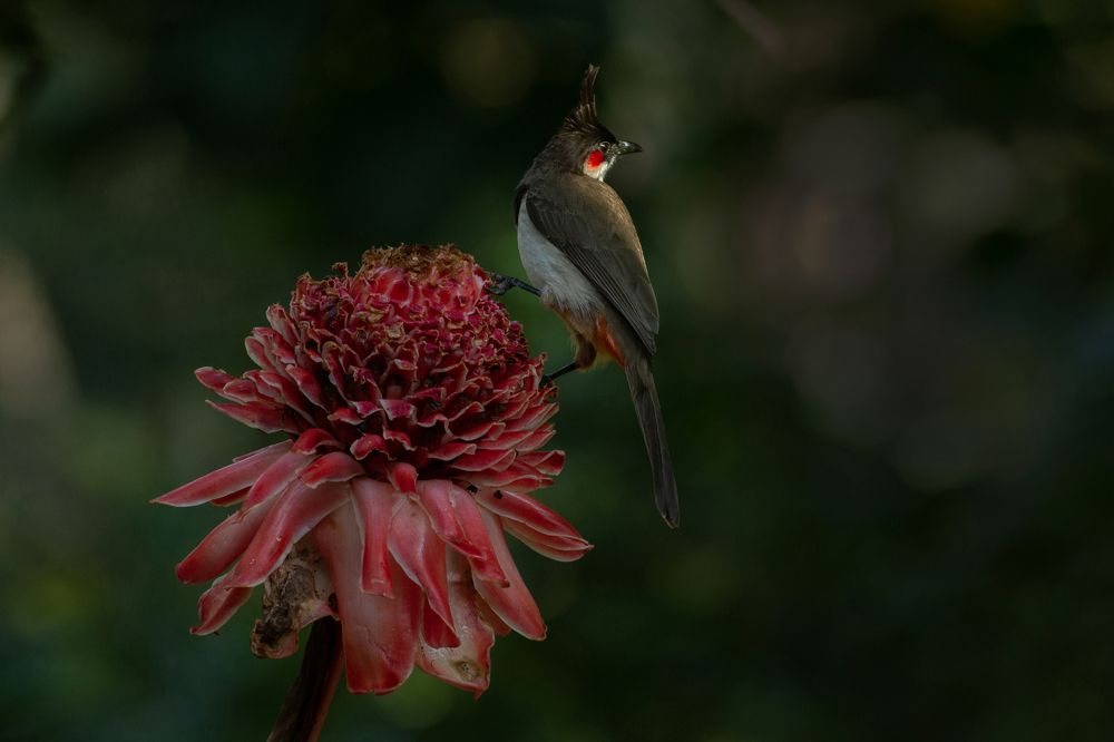 Red Flower and Spot light