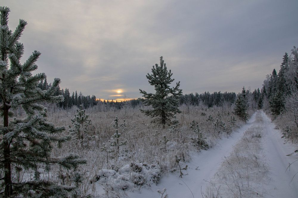дорожка в зимнем лесу.