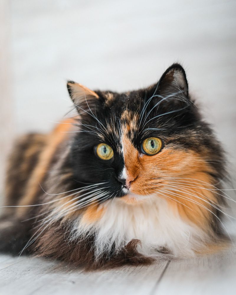 Photograph by Евгения Пугачева