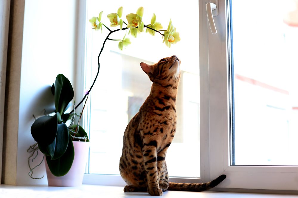 Photograph by Галина Фурсова