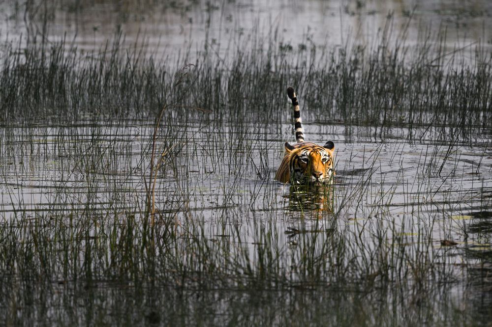 Фотография автора Somdutt Prasad