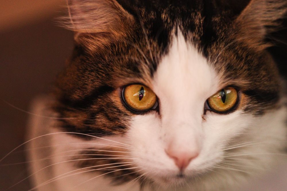 Photograph by Елена Квасова