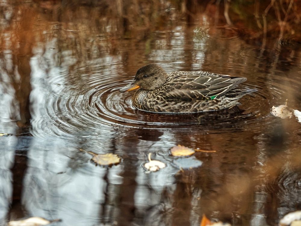 Photograph by Александр Клюев