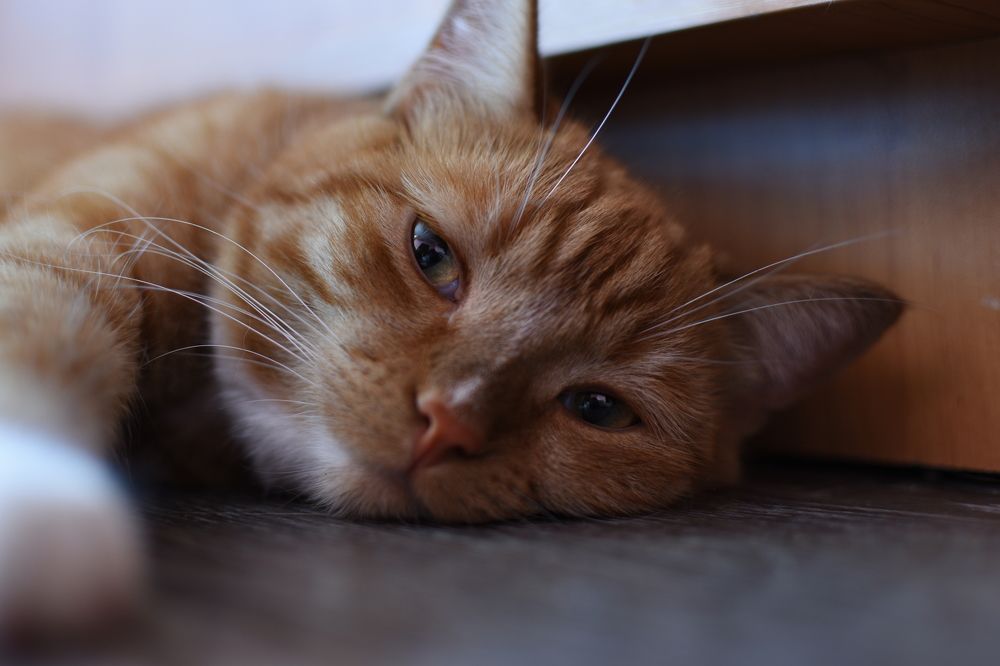 Photograph by Натали Тульская