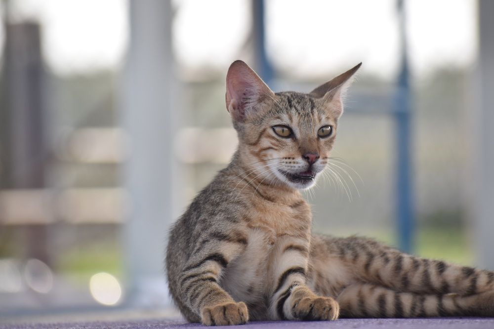 Фотография автора Sakthi Ganesh