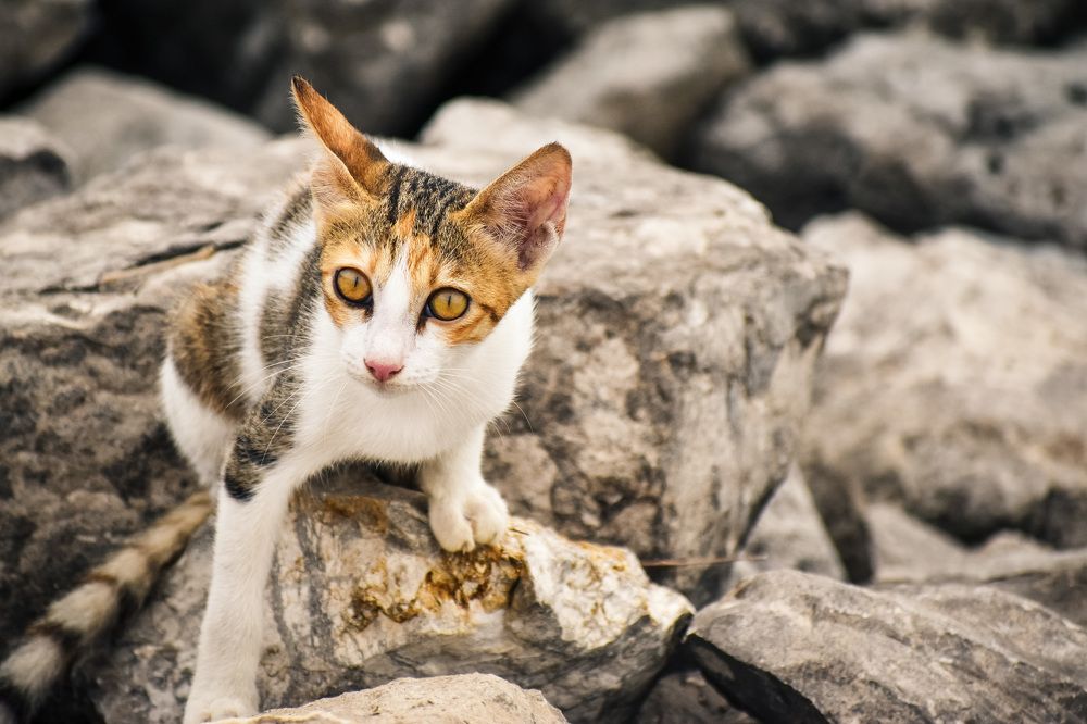Фотография автора Sakthi Ganesh