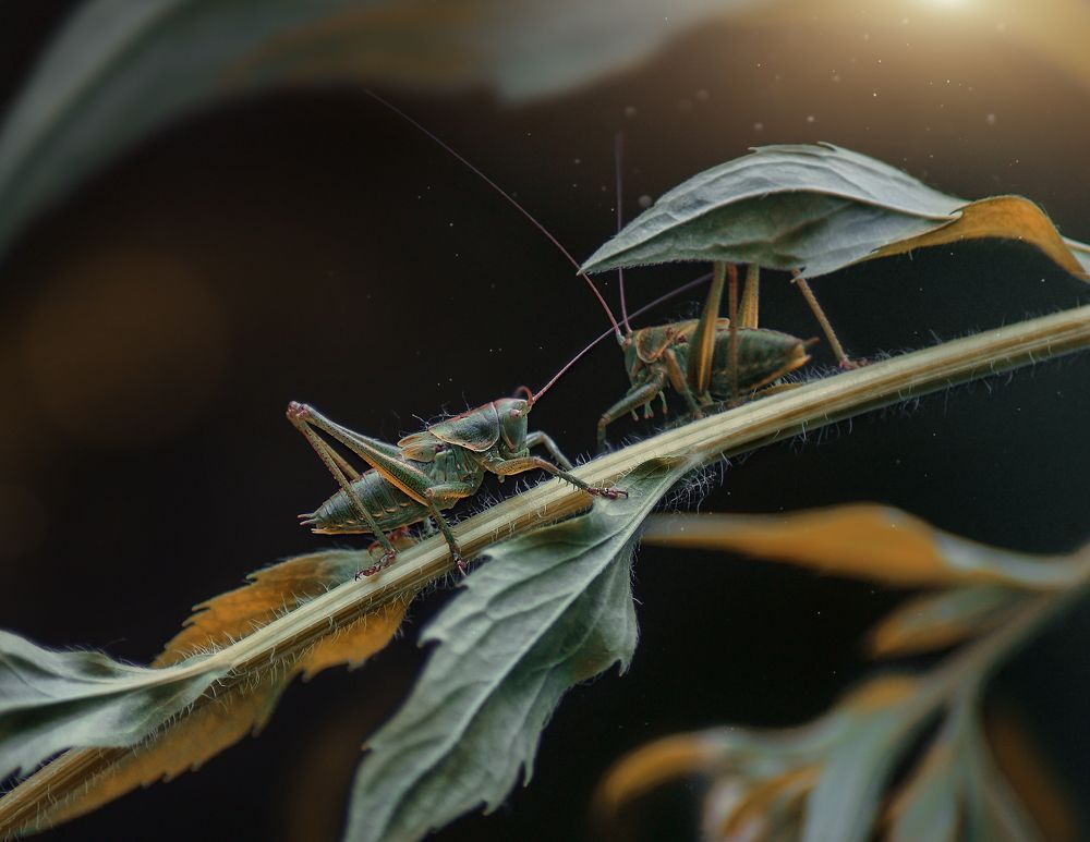 Тихие друзья