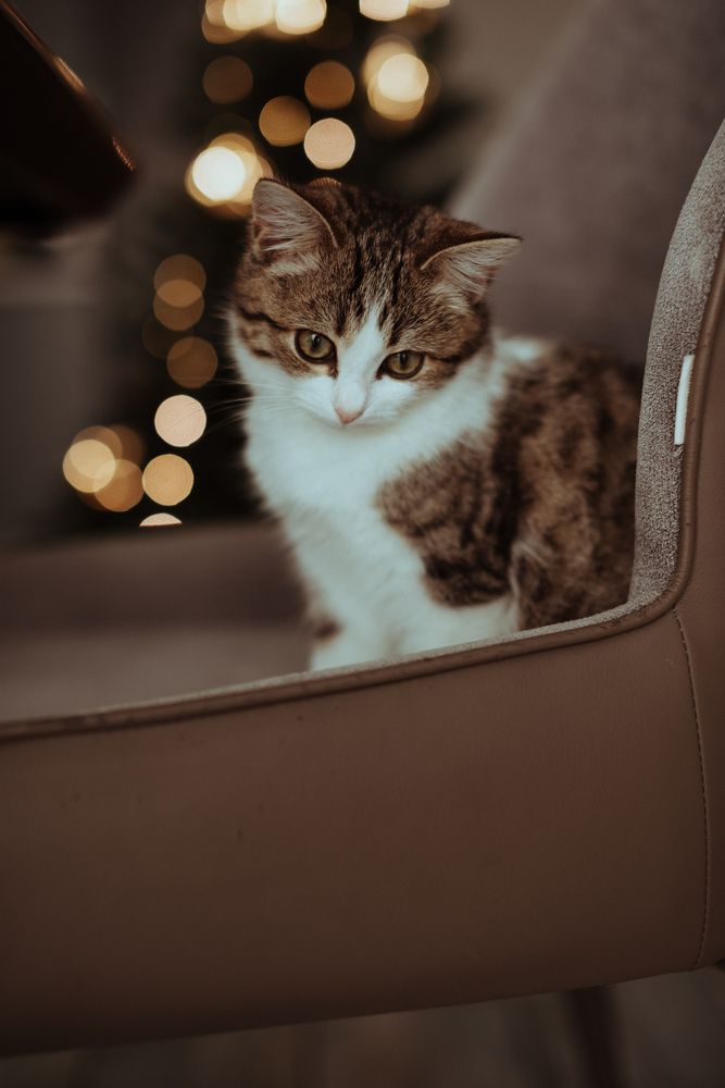 Photograph by Елена Чекменева