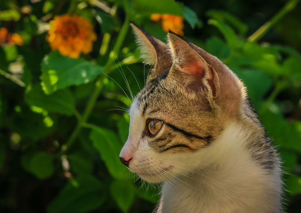 Фотография автора Sergey Sokolovsky