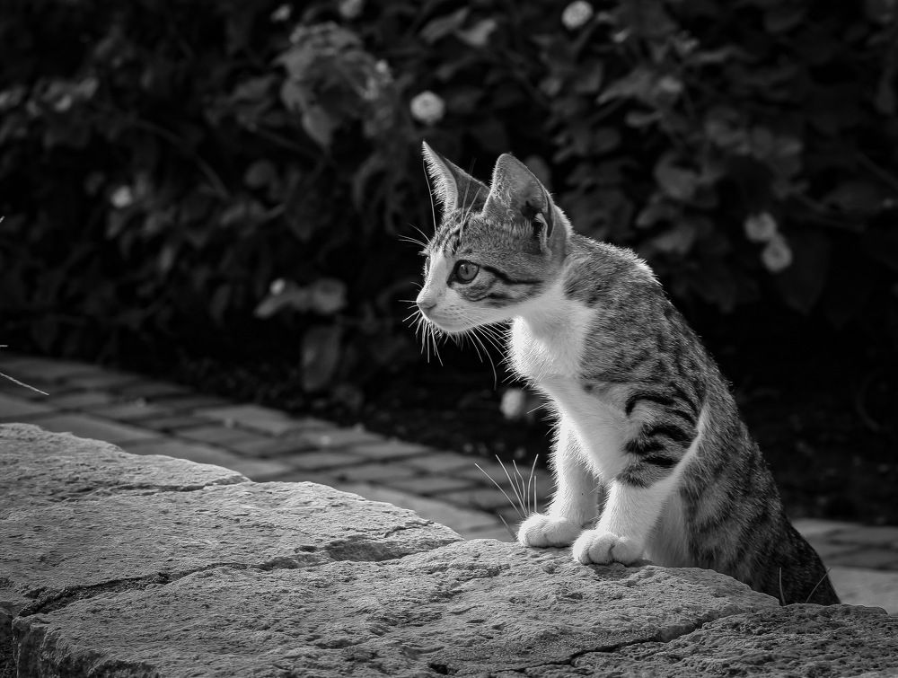 Фотография автора Sergey Sokolovsky