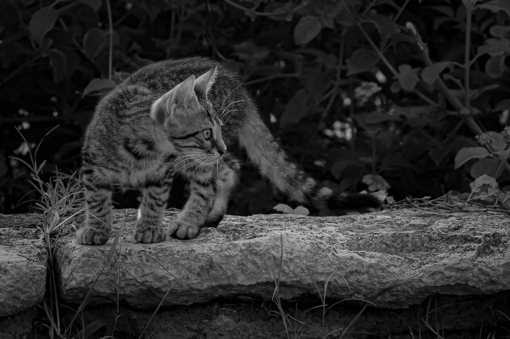 Фотография автора Sergey Sokolovsky