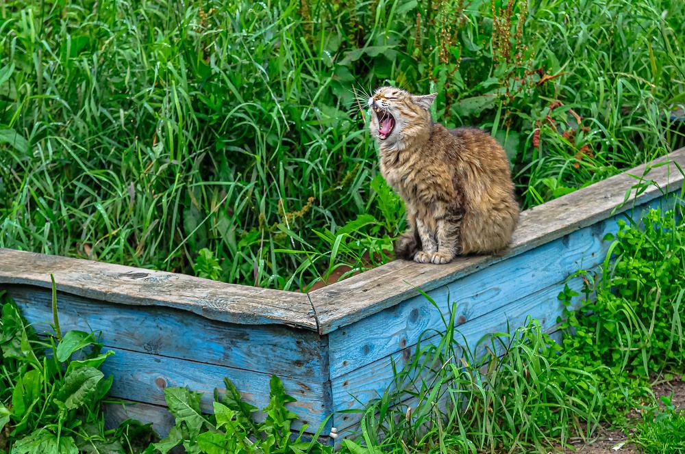 Photograph by Vladimir  Komarov