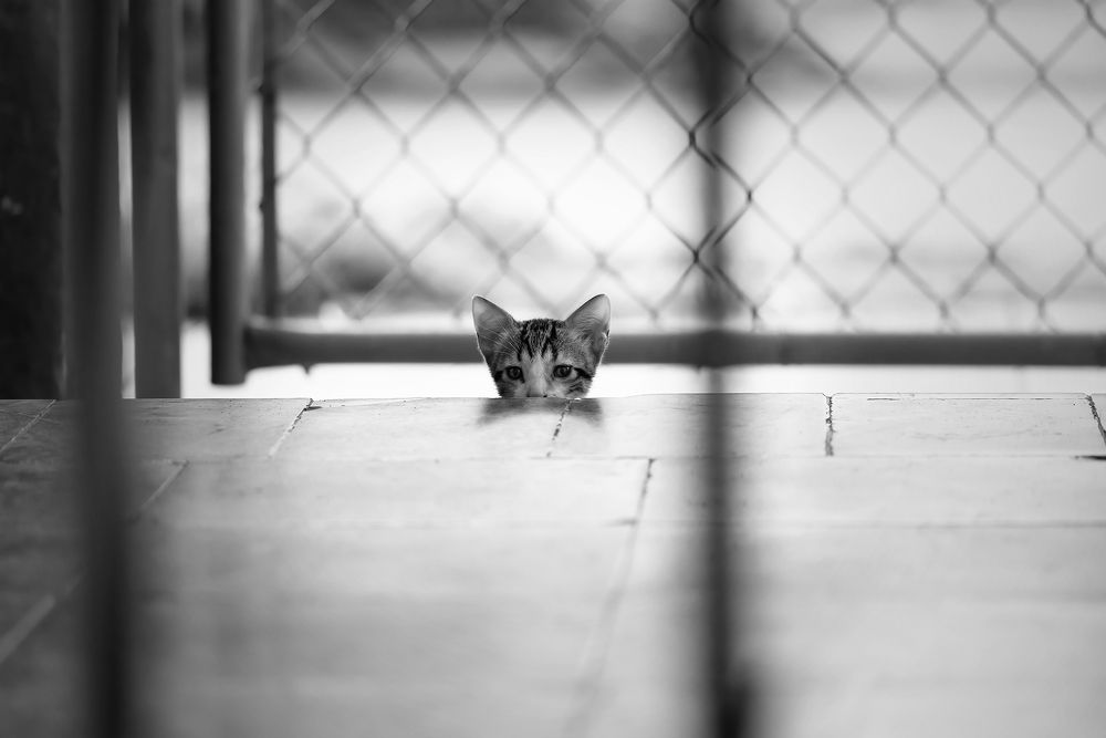 Photograph by Abel Cancino Gutierrez