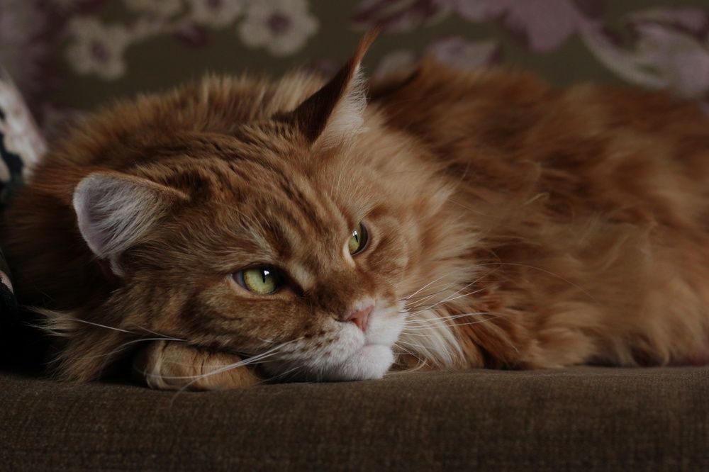 Photograph by Анжелика Медведева