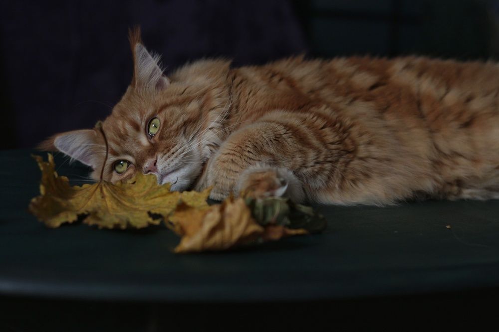 Photograph by Анжелика Медведева