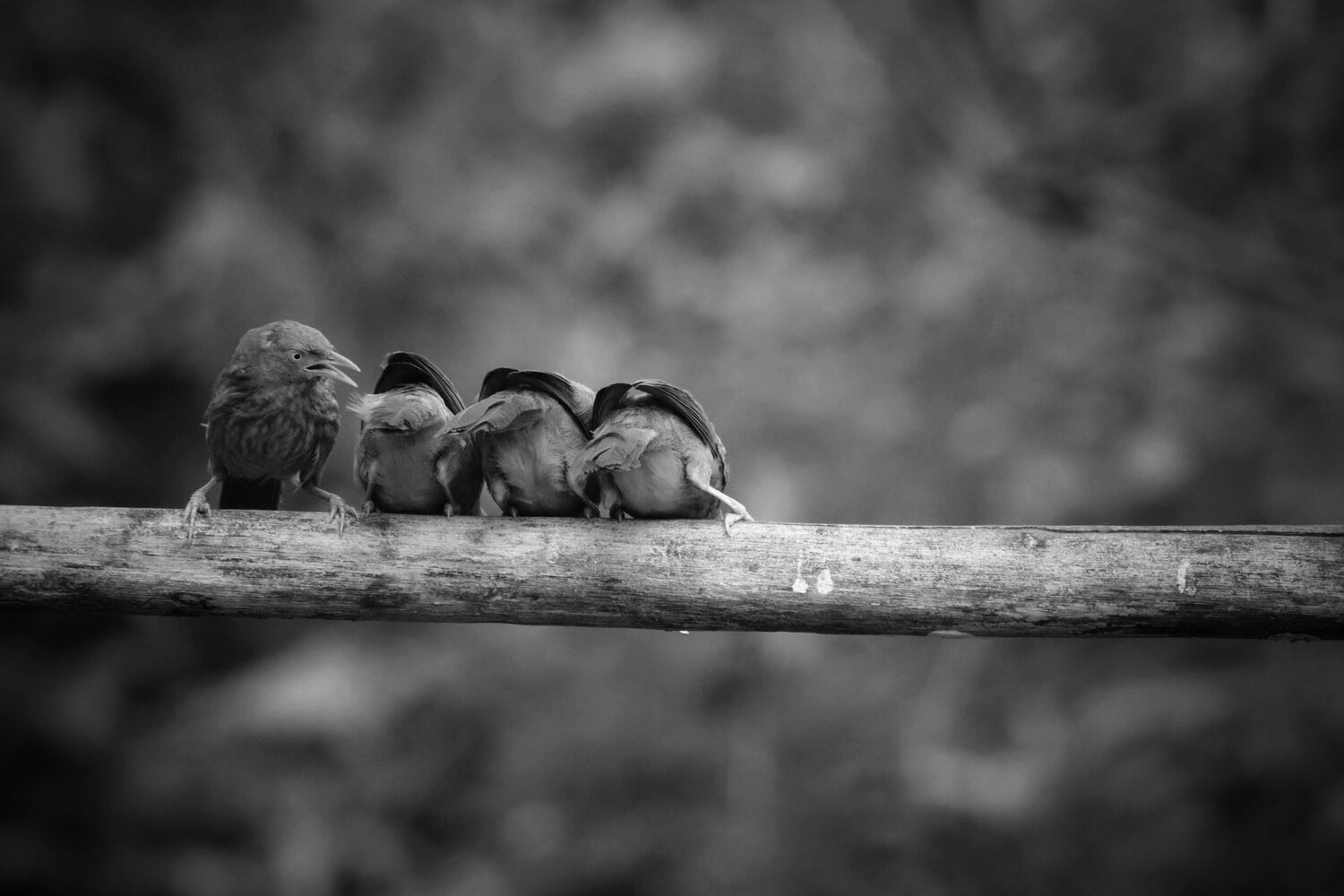 Photo #8642808
