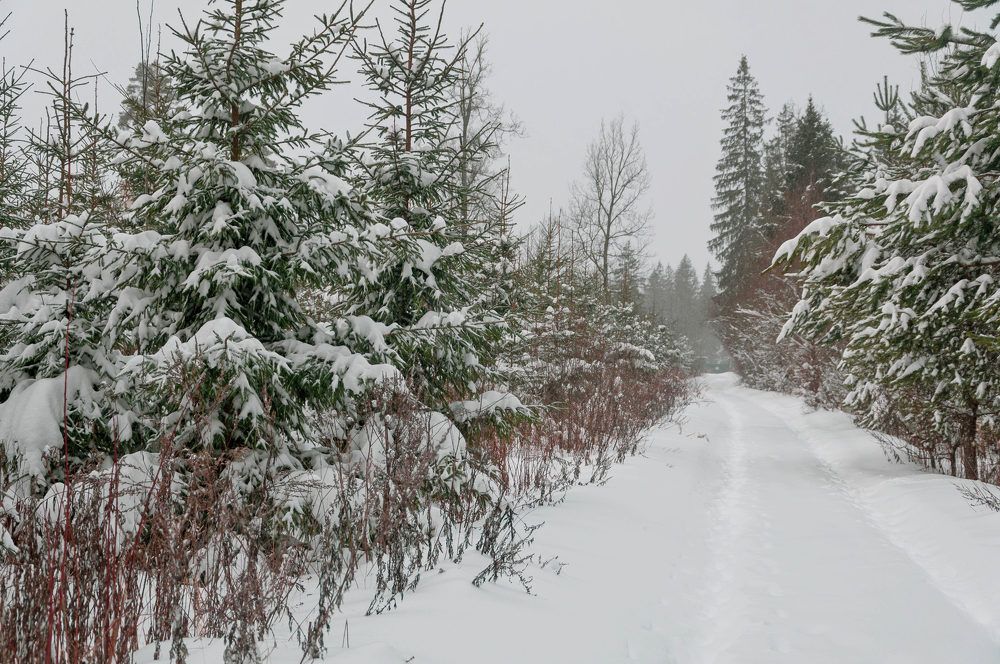 Фотография автора Виталий Дузь