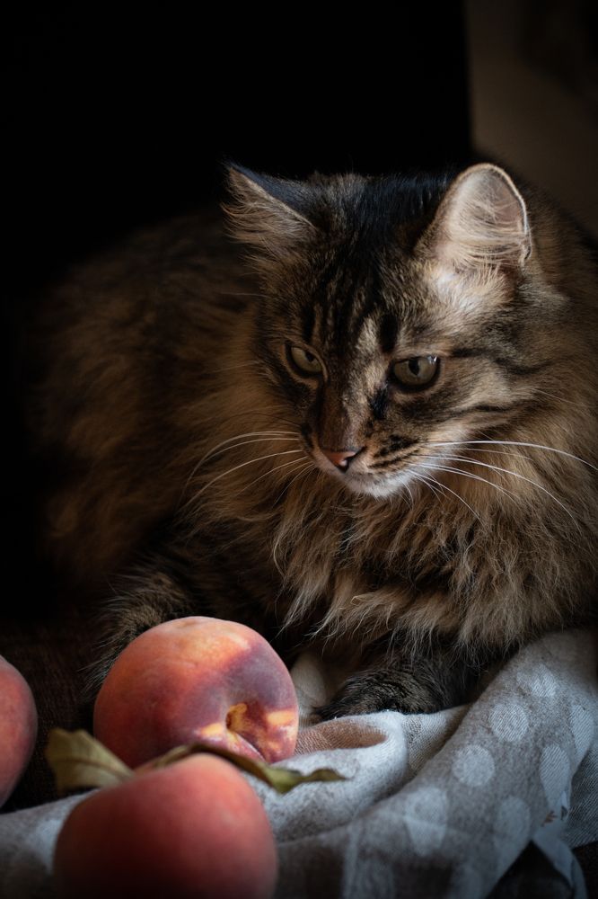 Ёлка с персиками