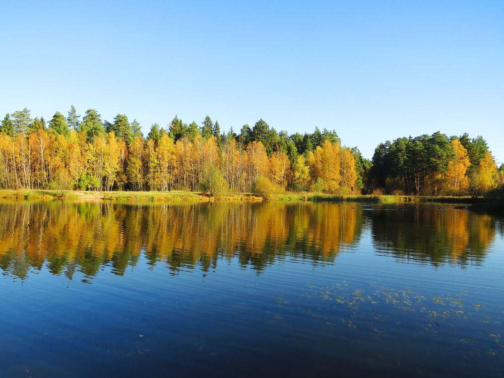 Золото осени