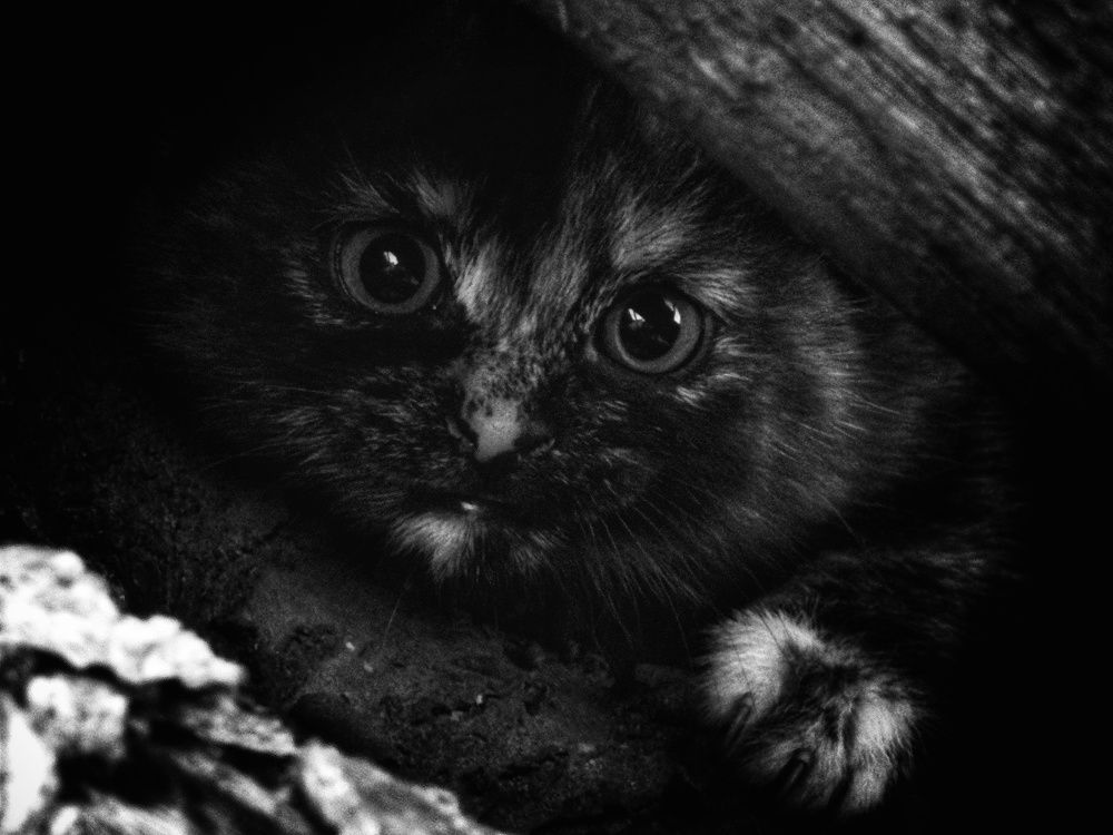 Photograph by Дмитрий Леонтенко