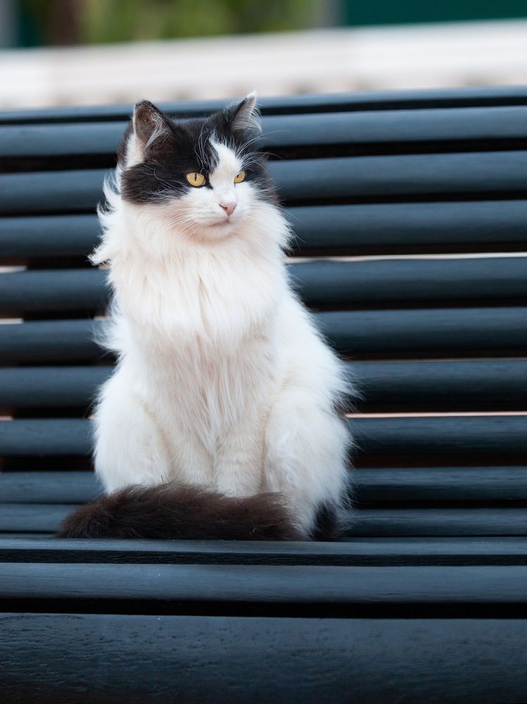 Фотография автора Anne Gabrielle Mougin