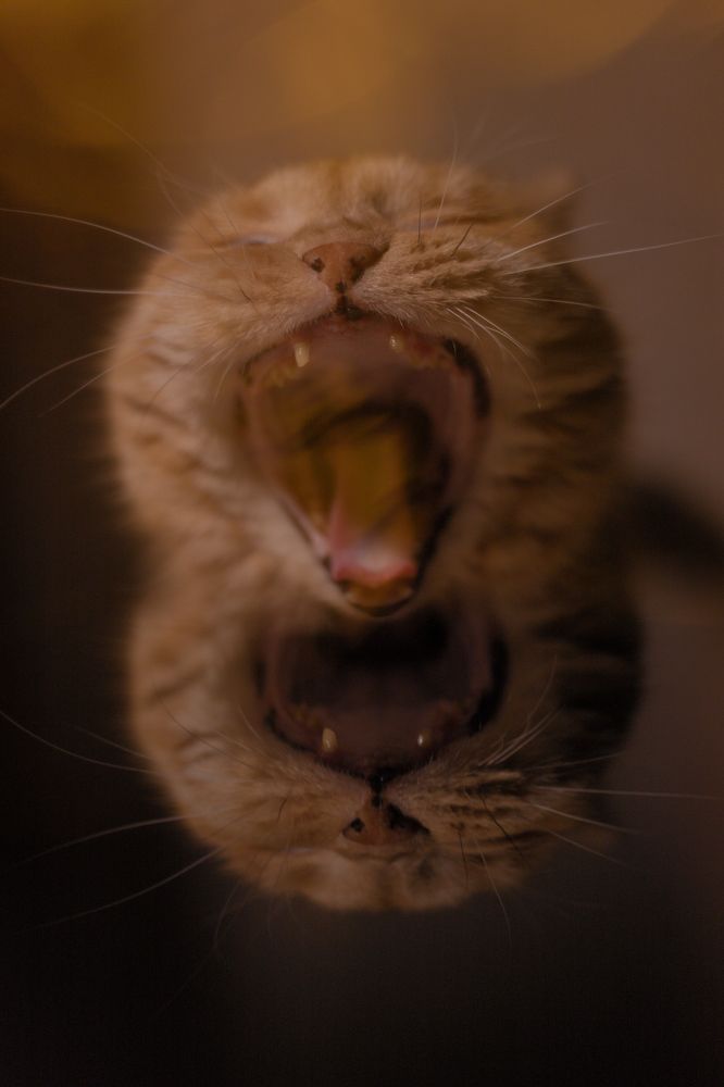 Photograph by Алина Зарифянова