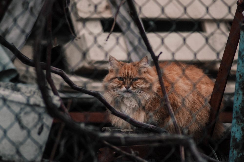 Photograph by Софья Лученкова