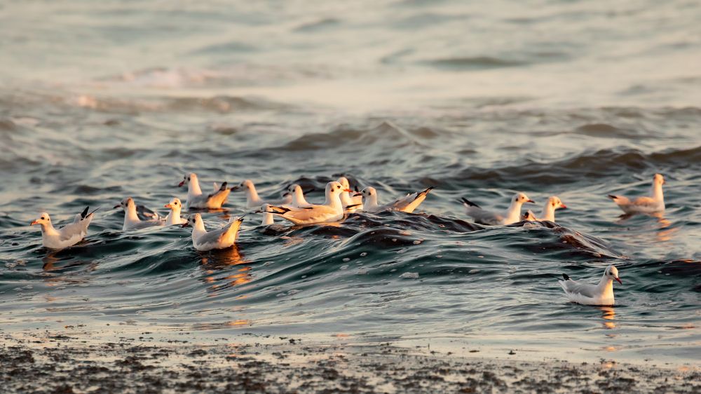 Фотография автора Anne Gabrielle Mougin