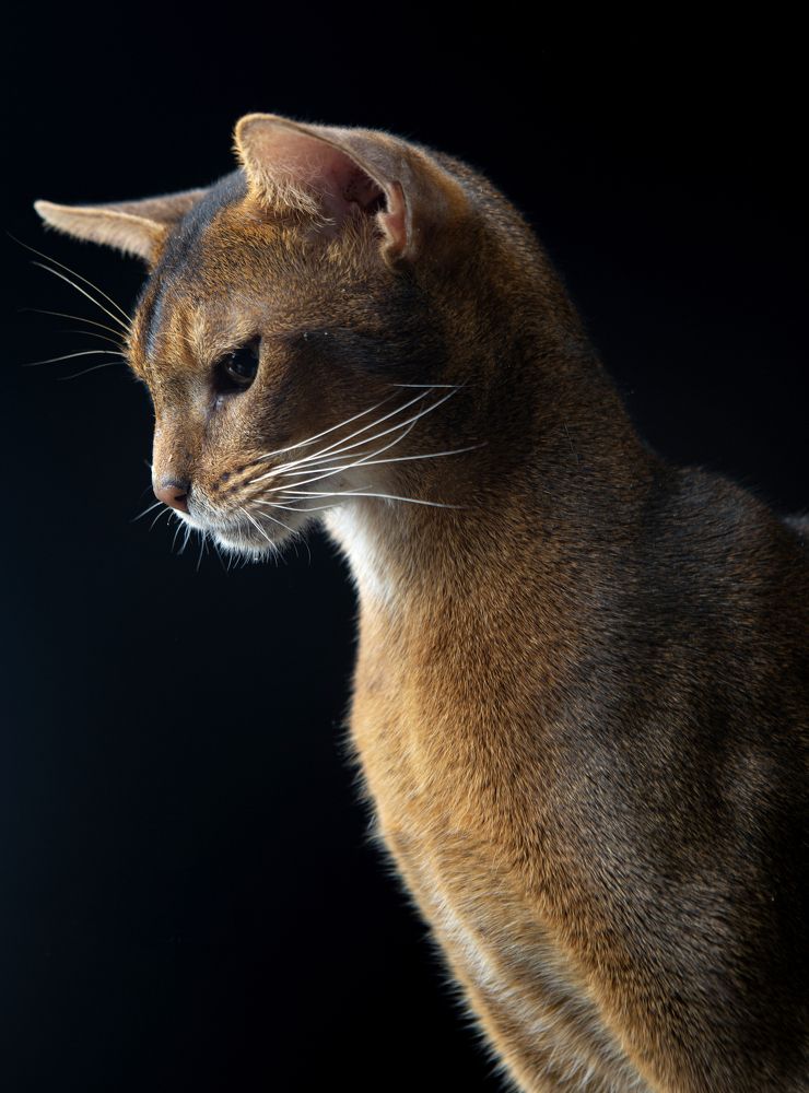 Фотография автора Katerina Mumzhinskaya