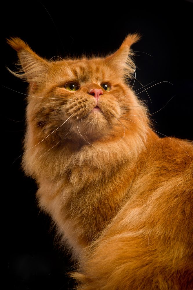 Фотография автора Katerina Mumzhinskaya