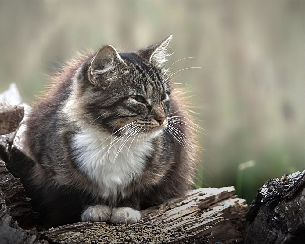 Photograph by T.Ю. Гринько