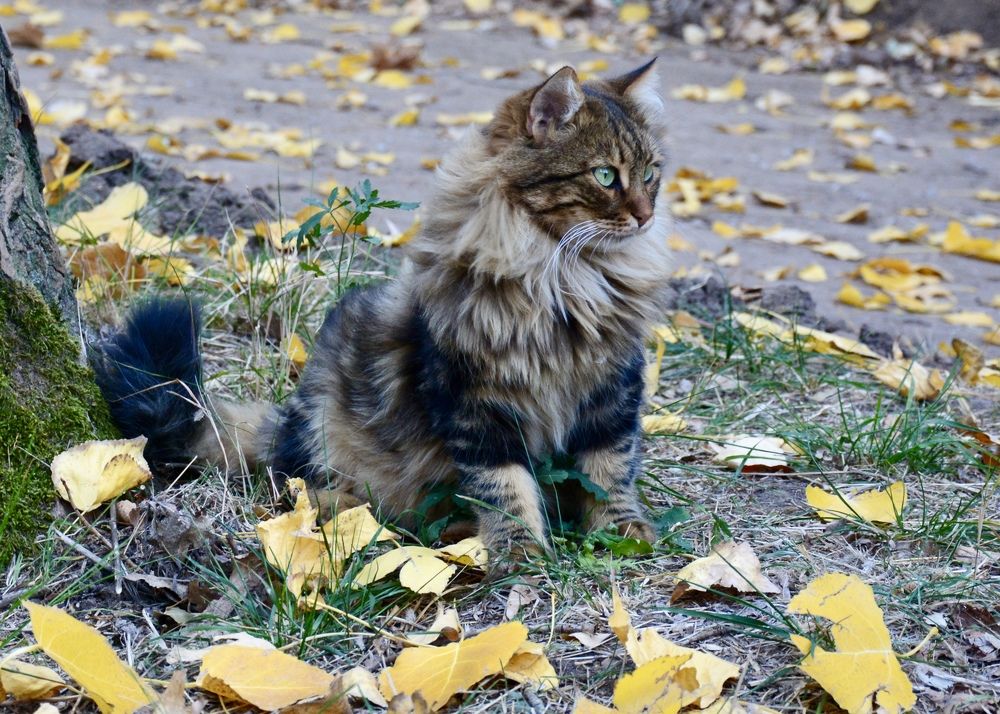 Cat and autumun