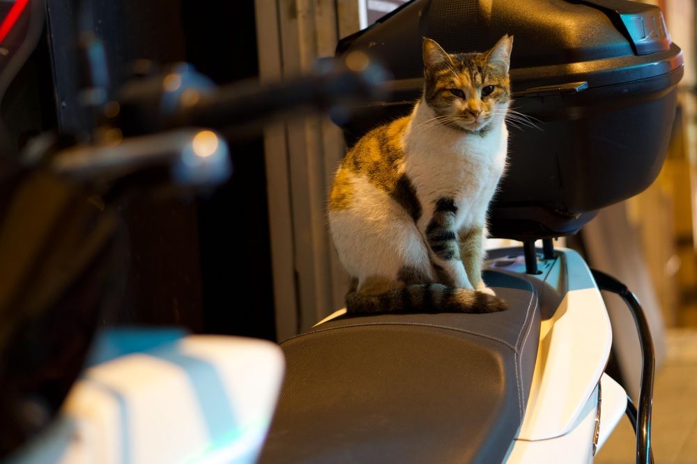 Photograph by Александр Кудрявцев