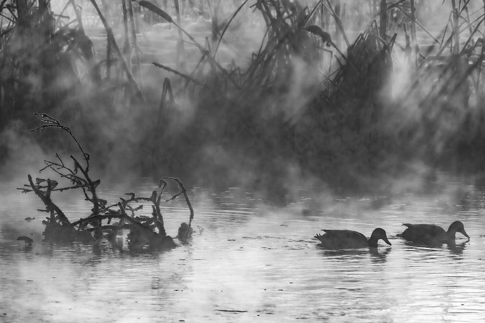 Морозный день